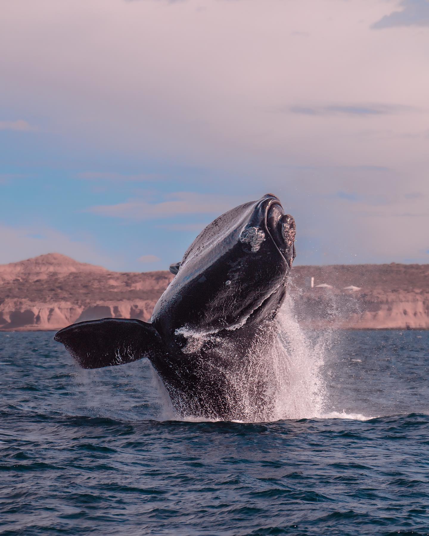 Bouwsteen Puerto Madryn – 4 dagen