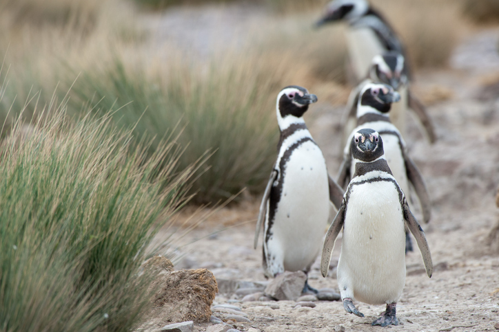 Magellanic Penguin (Spheniscus magellanicus) in Patagonia.
