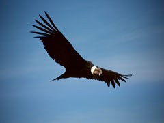 condor-1