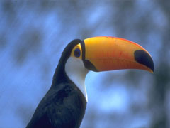 tucan-1