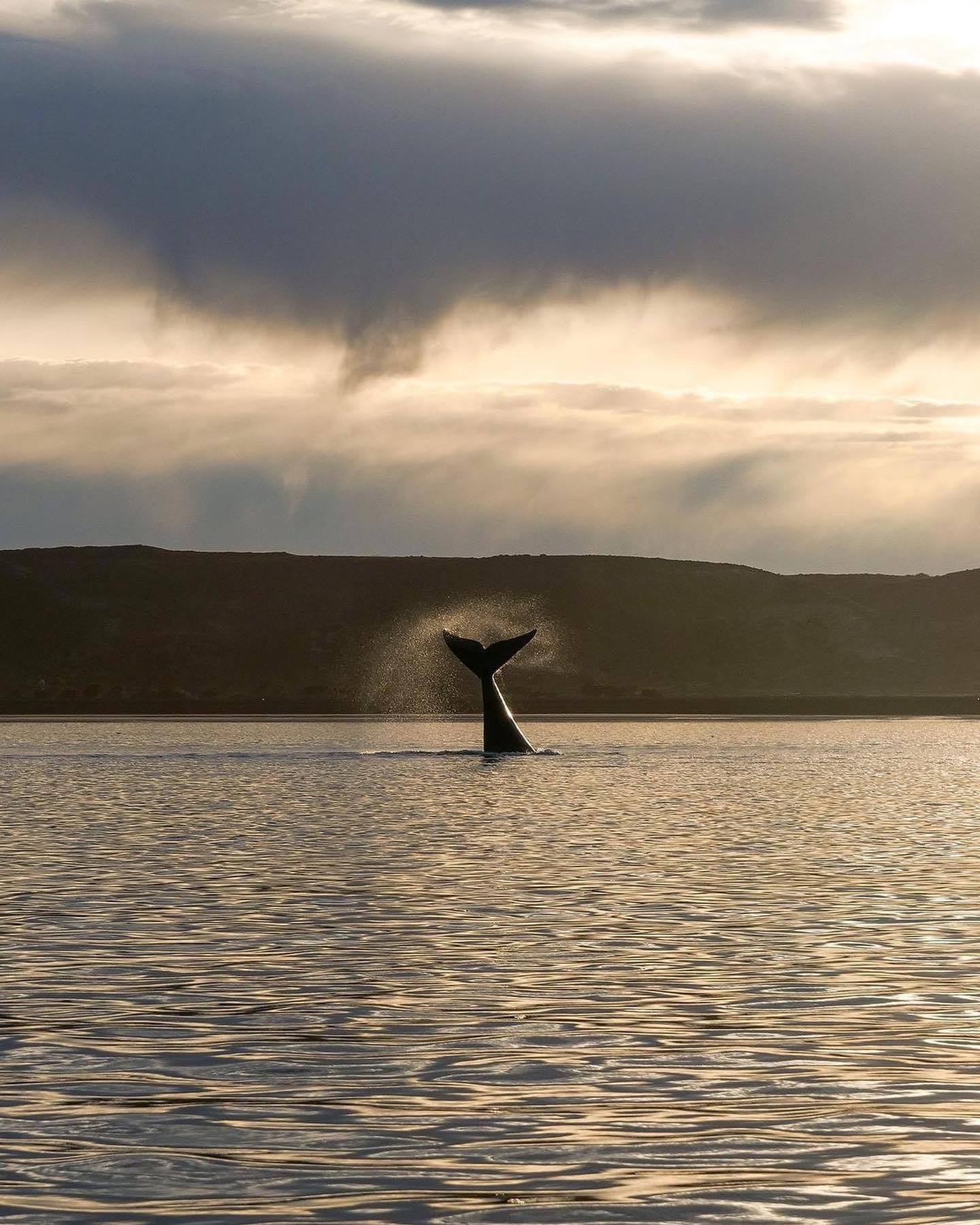 Rondreis – Patagonië en Wildlife