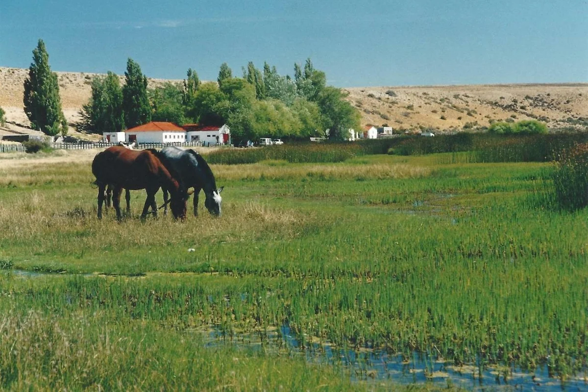 Paarden grazend bij de historische Estancia La Angostura, bereikbaar via de schilderachtige RP 29 die door de ongerepte Patagonische steppe snijdt.