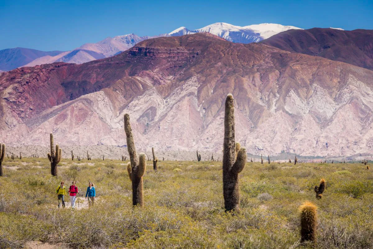 Wandelen tussen de reuzencactussen van Los Cardones Drie wandelaars wandelen door een vallei vol reuzencactussen in het Parque Nacional Los Cardones, met op de achtergrond de gekleurde en sneeuwbedekte bergen van de Andes op weg naar Cachi.
