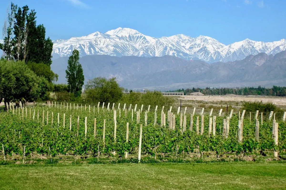 Groene wijngaarden van een bodega in Mendoza met de besneeuwde toppen van het Andesgebergte op de achtergrond.