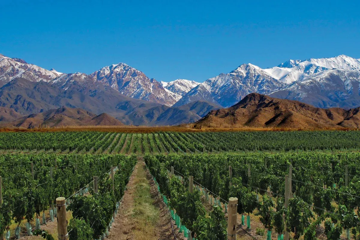 Groene rijen wijnranken in de regio Mendoza met de besneeuwde toppen van de Andes op de achtergrond.