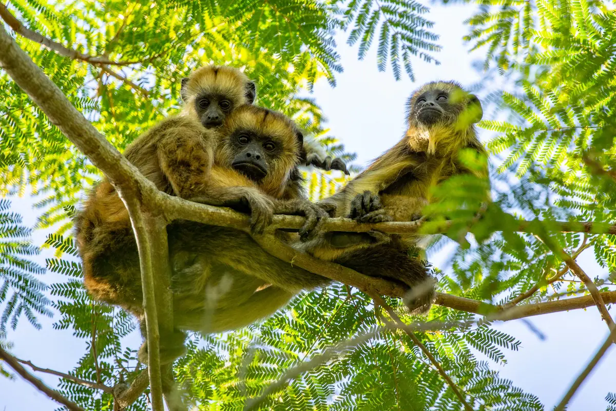 Een familie brulapen, inclusief een jong dat zich vasthoudt aan de moeder, zittend op een boomtak in het bladerdek van de Esteros del Iberá.