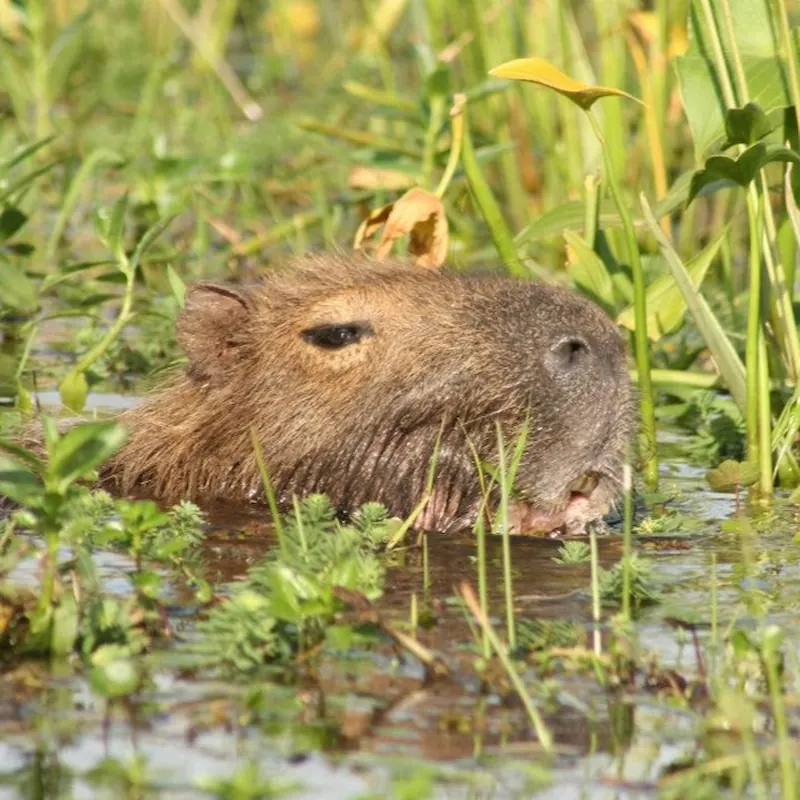 Een close-up van een capibara die tussen de groene waterplanten door het water zwemt in het natuurreservaat Esteros del Iberá.