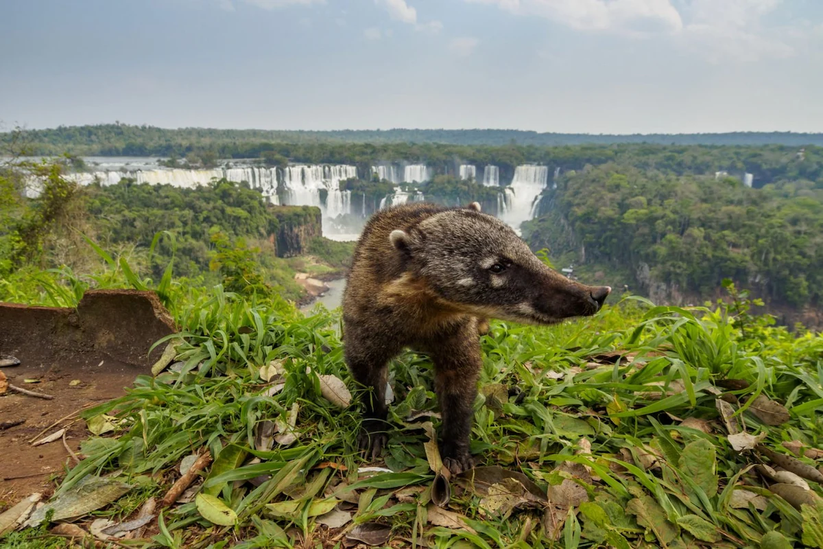 Een neusbeer (coatí) op de voorgrond met op de achtergrond een panoramisch uitzicht over de massieve Iguazú-watervallen in de jungle.