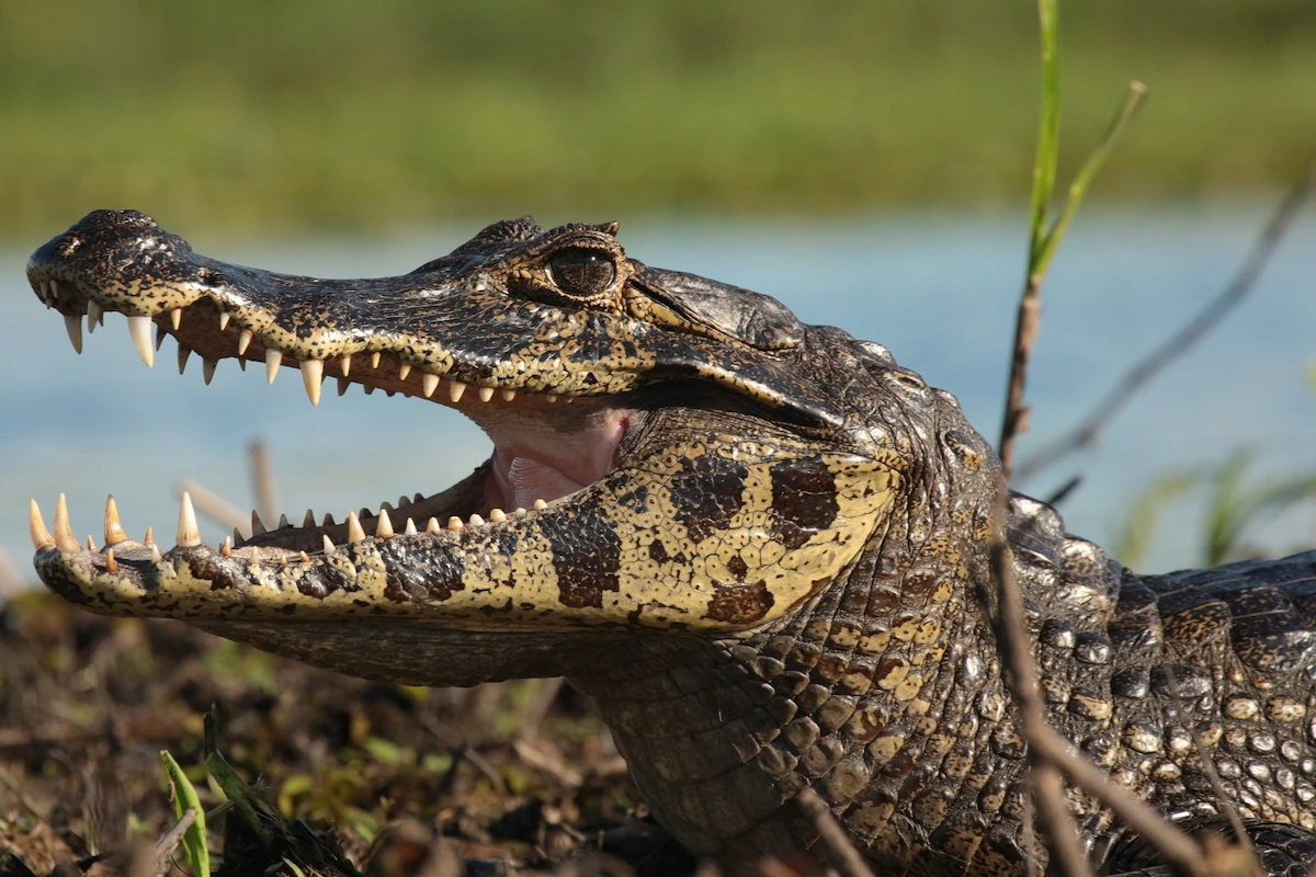 Een close-up van een kaaiman (Yacaré) met open bek aan de waterkant in het natuurreservaat Esteros del Iberá.