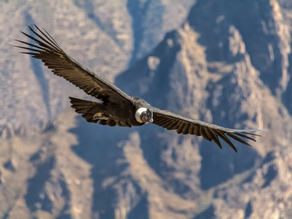 Een Andescondor in volle vlucht met uitgespreide vleugels tegen een achtergrond van de bergen in Argentinië.
