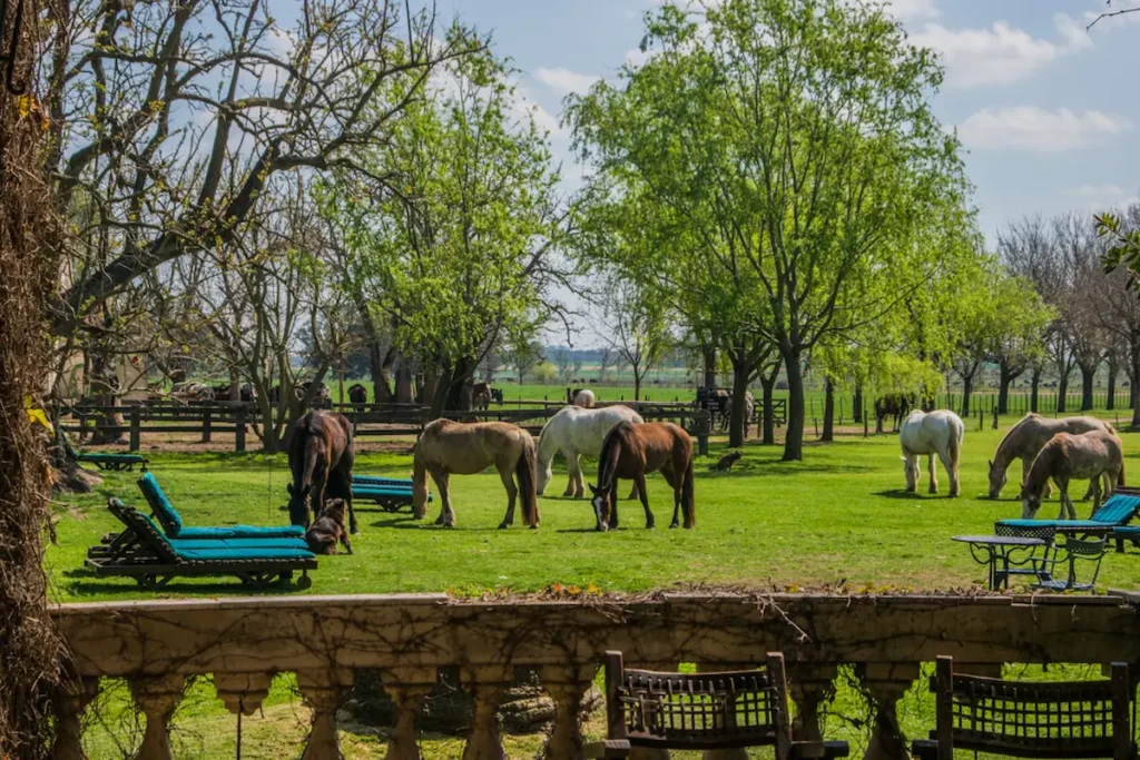 Grazende paarden in de tuin van een authentieke Argentijnse estancia op de pampa nabij Buenos Aires.
