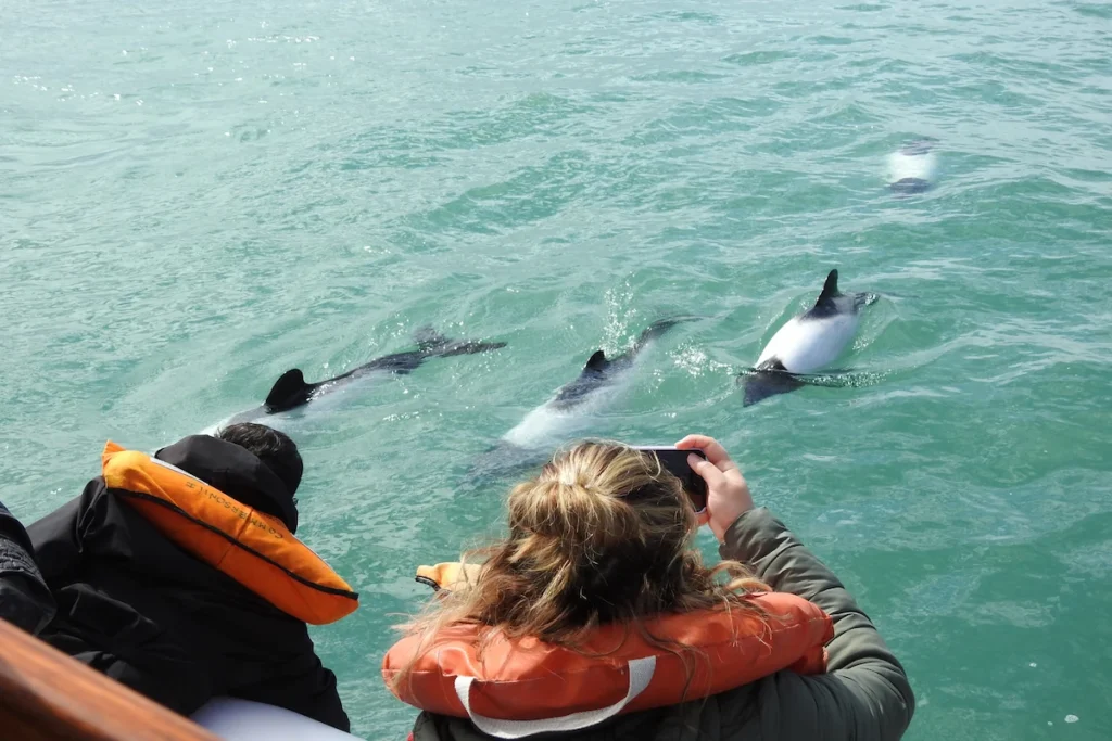 Toeristen op een boot fotograferen spelende zwart-witte Commerson-dolfijnen in het turquoise water van Patagonië.