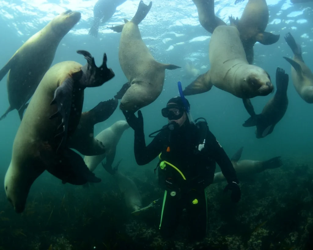 Een scuba duiker onderwater omringd door een groep speelse zeeleeuwen tijdens een duikexcursie in Puerto Madryn, Patagonië.