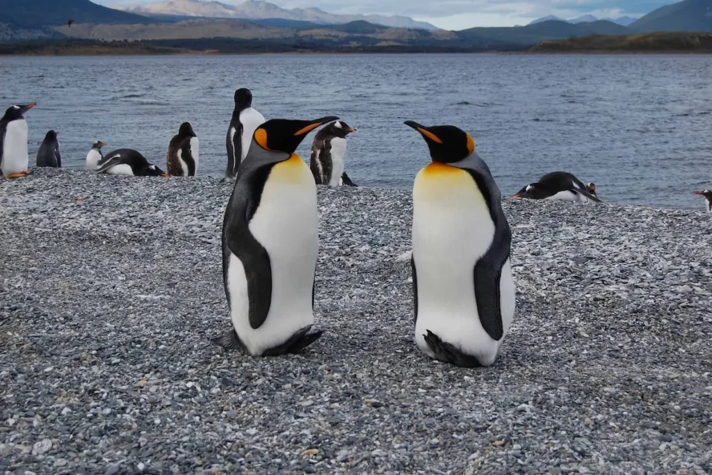 Twee zeldzame Koningspinguïns op het kiezelstrand van Isla Martillo in het Beaglekanaal bij Ushuaia, Vuurland.