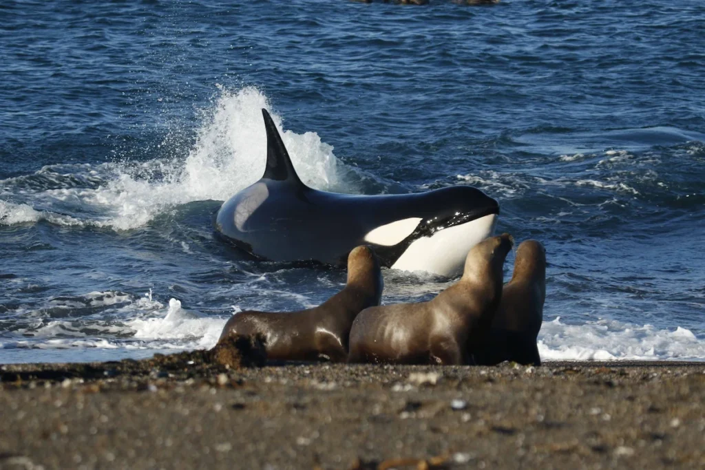 Een orka nadert de kustlijn tijdens de jacht op zeeleeuwen bij Punta Norte op Peninsula Valdes, Patagonië.
