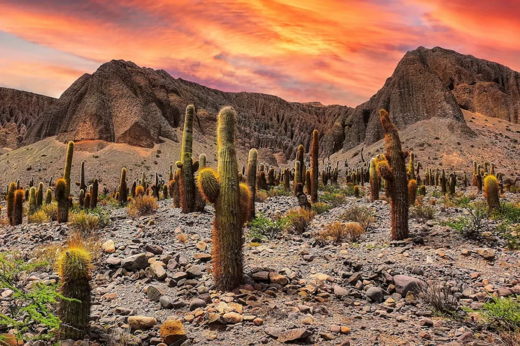 Reusachtige cardon-cactussen in Parque Nacional Los Cardones bij Salta, Argentinië, tegen een achtergrond van bergen bij zonsondergang.