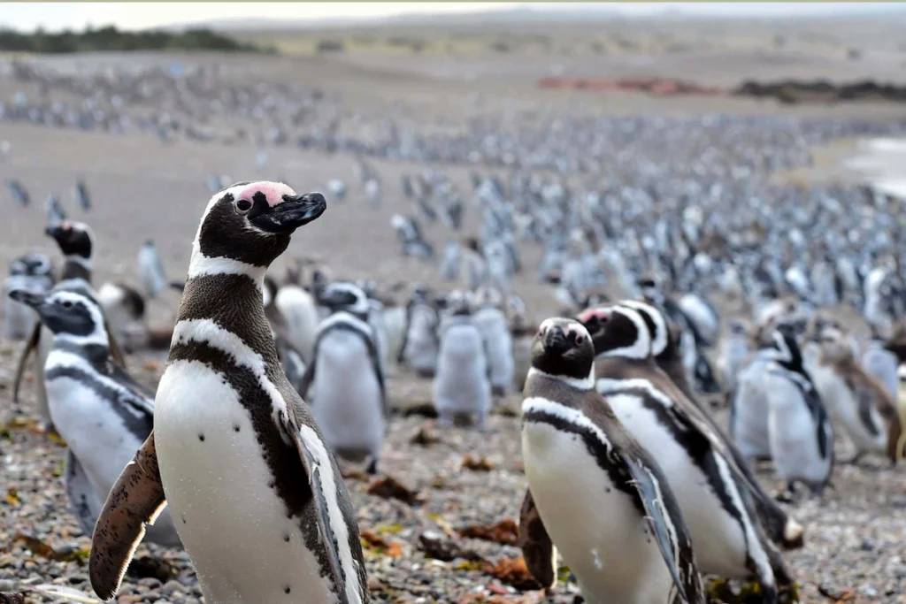 Een kolonie van duizenden Magelhaenpinguïns op het strand van het natuurreservaat Punta Tombo in Patagonië.