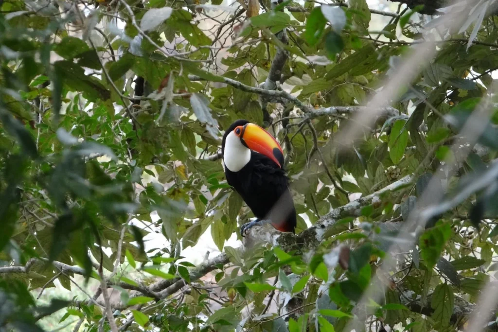 Een kleurrijke reuzentoekan op een tak te midden van de groene jungle in Iguazú, Argentinië.
