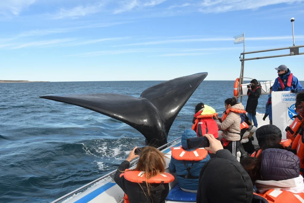 Toeristen op een boot bekijken de grote staartvin van een walvis van dichtbij tijdens een excursie bij Peninsula Valdes in Patagonië.